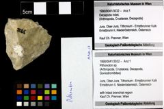 Foto (Objekt + Etiketten) von Pithonoton sp. 